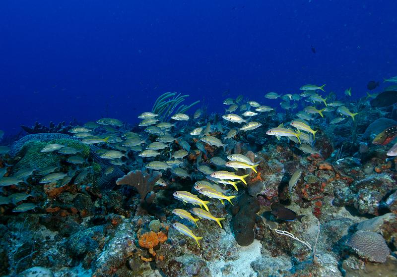 Saba bank expedition IMARES oct 2013_001.jpg